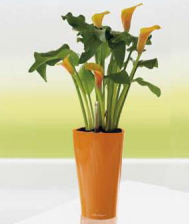  Lechuza    design. Lechuza high quality and design planters